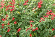 Pineapple-sage-foliage-and-flowers