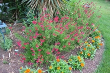 Pineapple-sage-plants