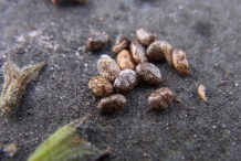 Pineapple-sage-seeds