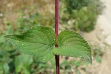 Pineapple-sage-stem-and-leaves