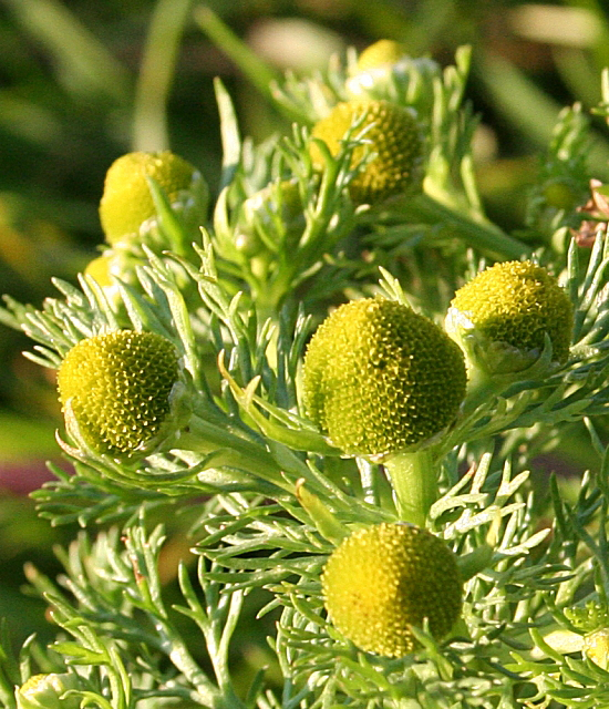 Closer-view-of-flower-head-of-Pineapple-weed