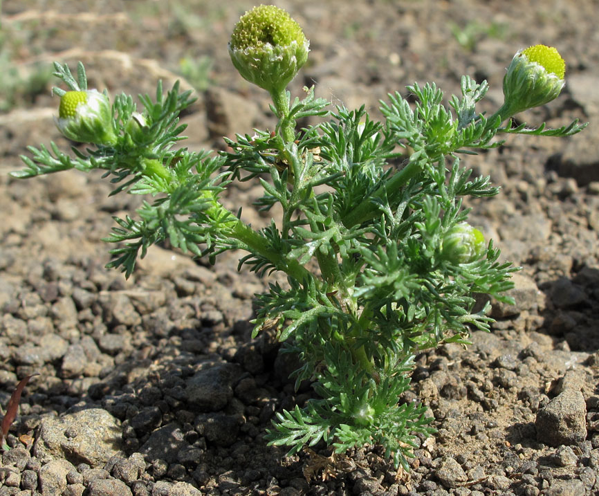 Pineapple-weed-Plant