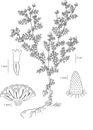 Sketch-of-Pineapple-weed