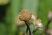 Fruit-of-Pineapple-weed