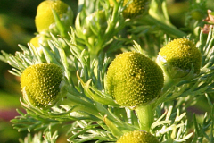 Closer-view-of-flower-head-of-Pineapple-weed