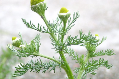 Flower-of-Pineapple-weed