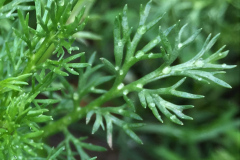 Leaves-of-Pineapple-Weed