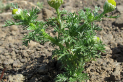 Pineapple-weed-Plant