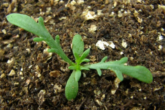 Pineapple-weed-Saplings