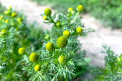 Pineapple-weed-plant-growing-wild