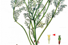 Plant-Illustration-of-Pineapple-weed