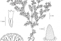 Sketch-of-Pineapple-weed