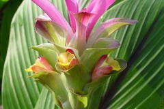 Pink-and-Blue-ginger-flower