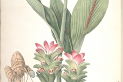 Pink-and-Blue-ginger-plant-illustration