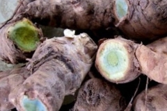 Pink-and-Blue-ginger-roots