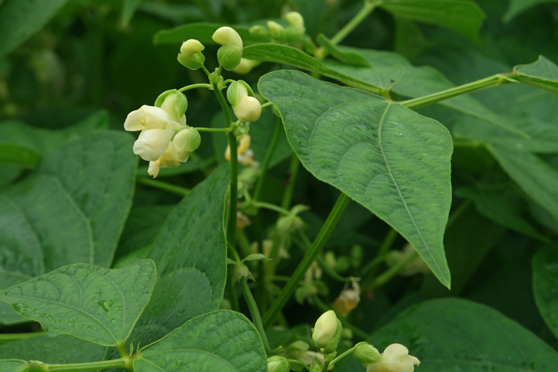 Flower-bud-of-Pinto-beans