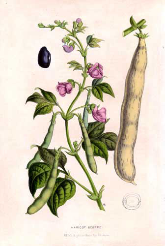 Plant-illustration-of-Pinto-benas