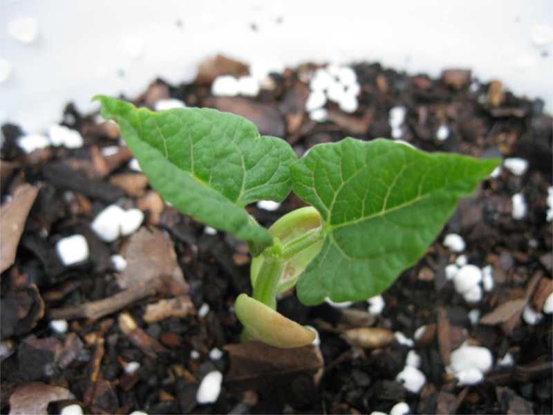 Seedlings-of-Pinto-beans