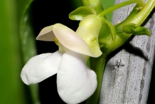 Close-up-flower-of-Pinto-beans