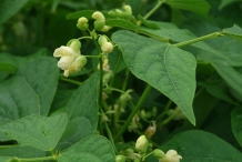 Flower-bud-of-Pinto-beans