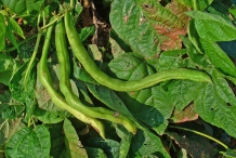 Green-pods-of-Pinto-beans