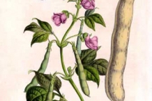 Plant-illustration-of-Pinto-benas