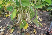Pods-of-Pinto-beans