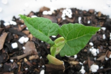 Seedlings-of-Pinto-beans