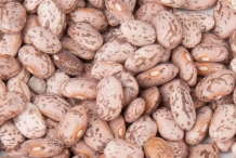 Seeds-of-Pinto-beans