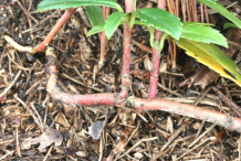 Bark-of-Pipsissewa