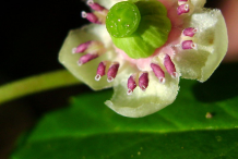 Closer-view-of-Pipsissewa-flower