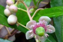 Flowering-buds-and-flower-of-Pipsissewa