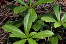 Leaves-of-Pipsissewa