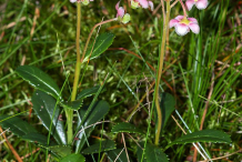 Pipsissewa-plant-growing-wild