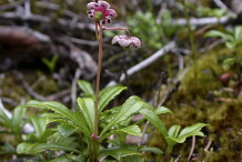Pipsissewa-plant