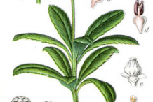 Plant-Illustration-of-Pipsissewa