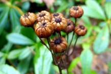 Ripe-fruits-of-Pipsissewa