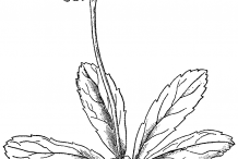 Sketch-of-Pipsissewa