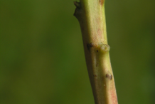 Stem-of-Pipsissewa