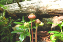Unripe-fruit-of-Pipsissewa
