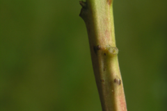 Stem-of-Pipsissewa