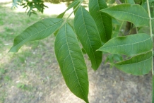 Leaves-of-Pistachio