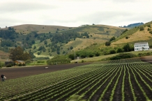 Pistachio-farm