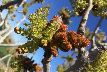 Pistachio-flower