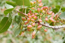 Pistachio-fruit