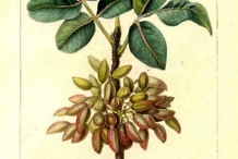 Pistachio-illustration