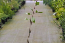 Pistachio-plant