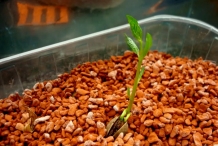 Pistachio-sprouts