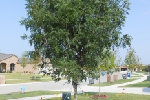 Pistachio-tree