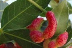 Fruit